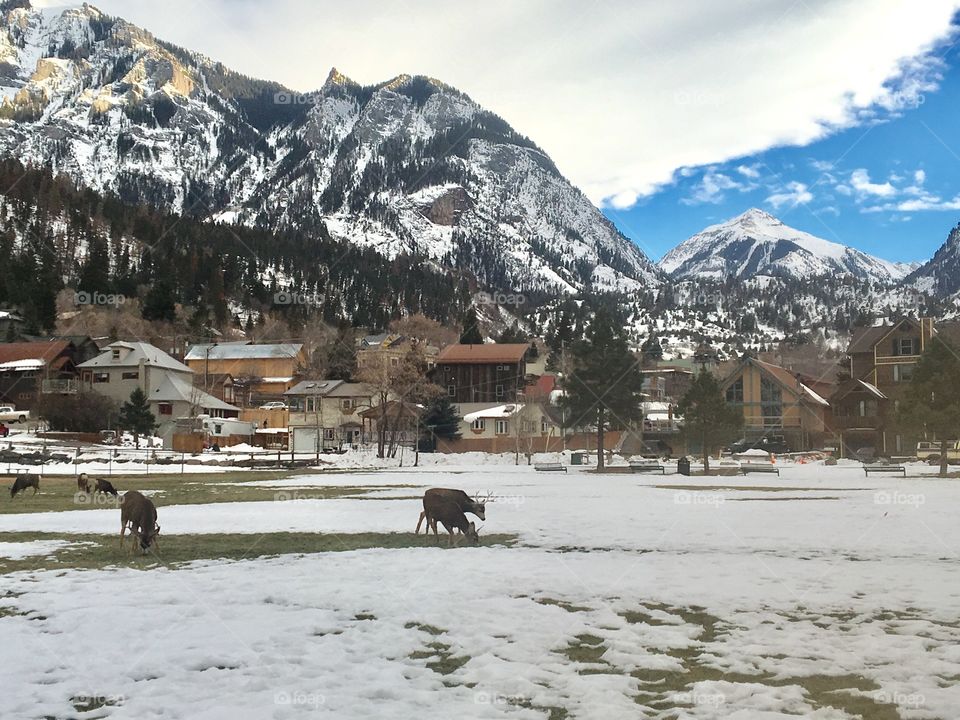 Deer feeding in park 