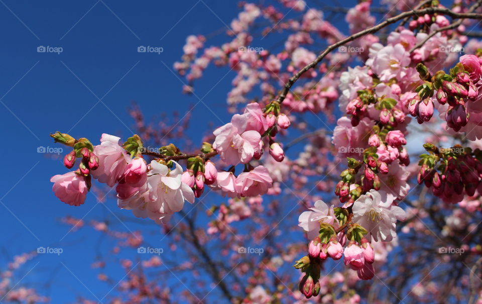 Pink spring blossom