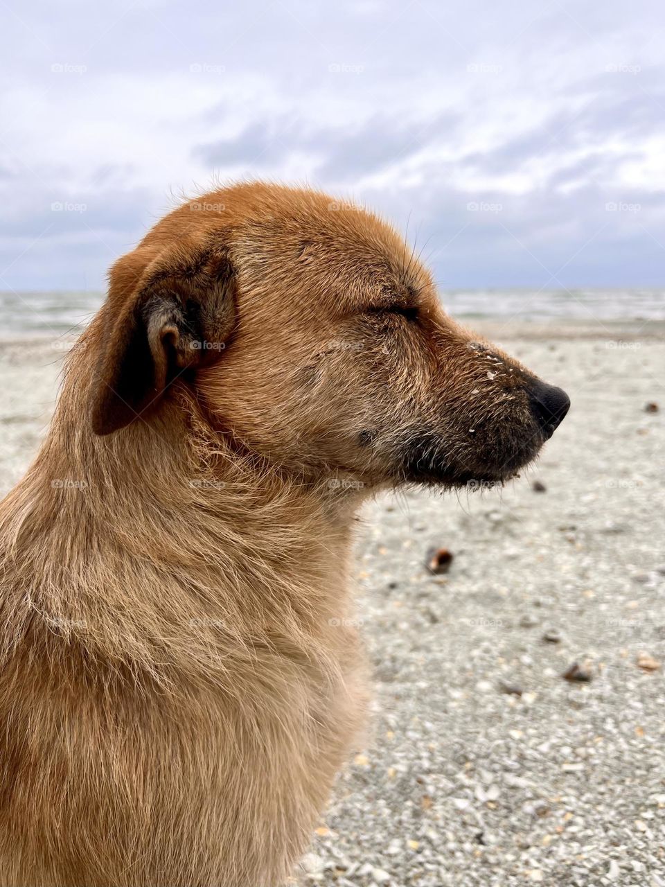 beautiful red stray dog, the dog lives on the beach, kind, well-mannered, friend