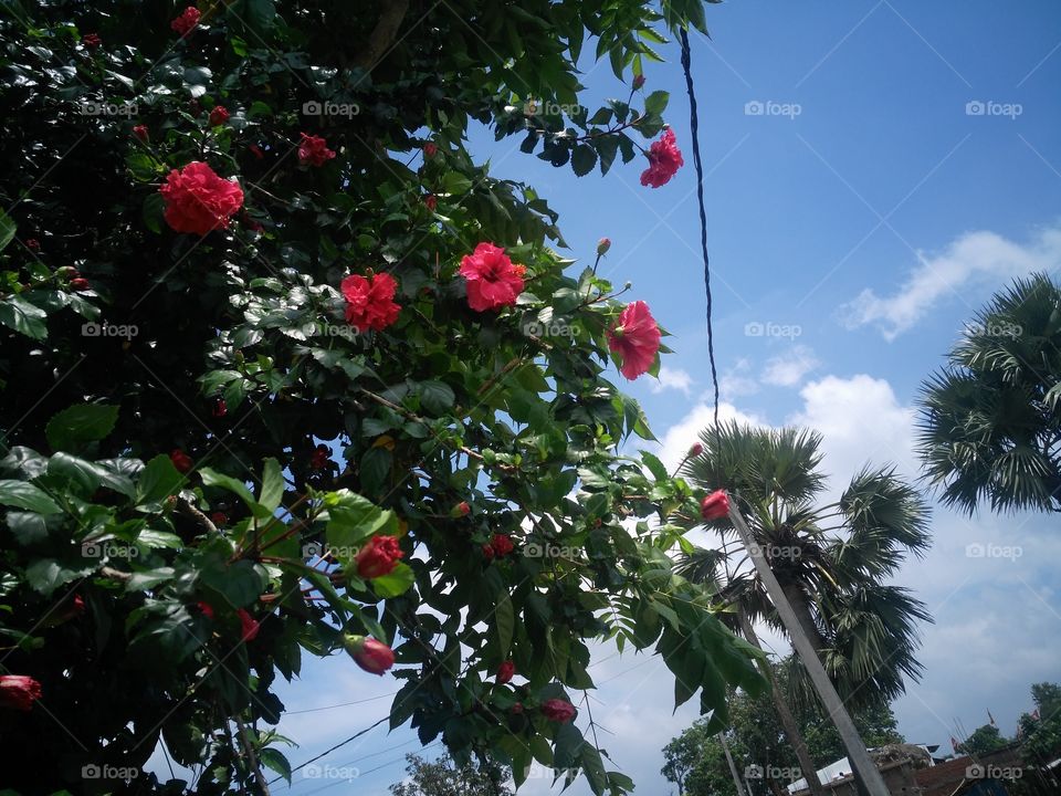 a beautiful tree flowers in the garden.