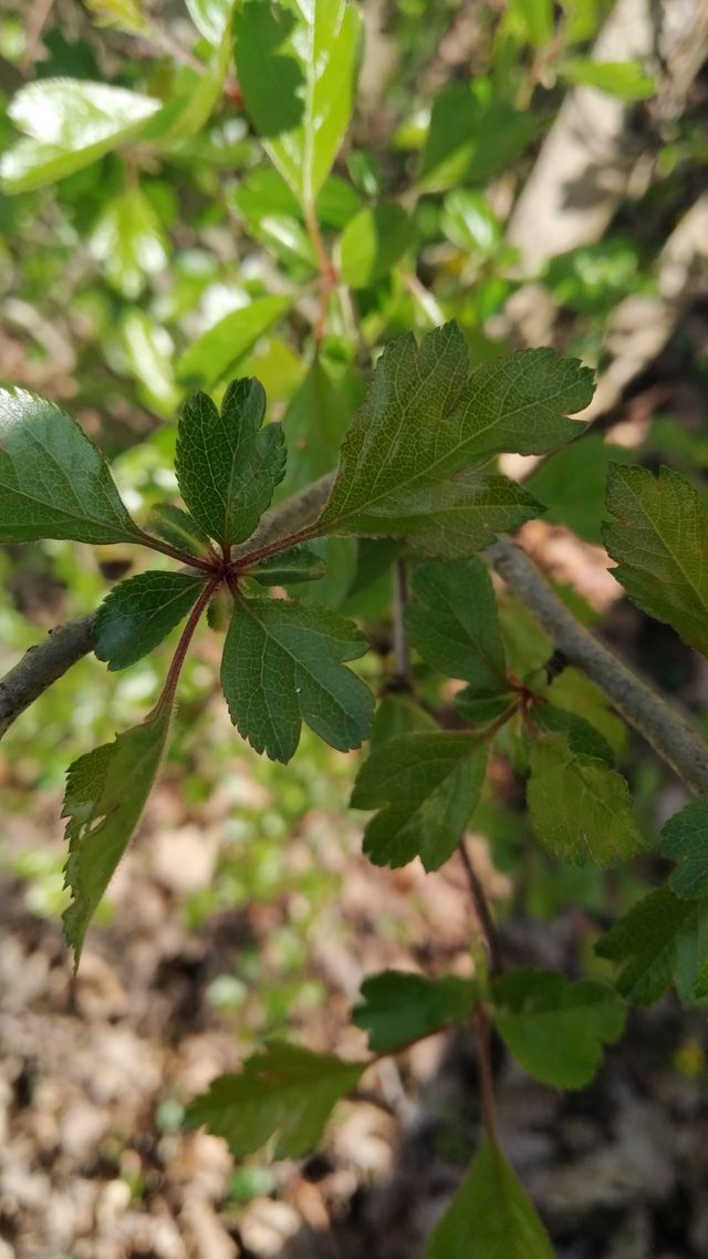 hawthorn leaves at March