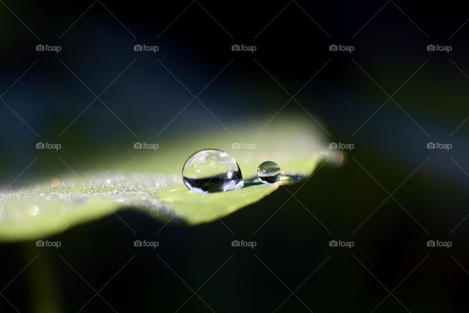 Dewdrops on a leaf