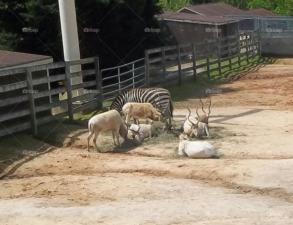 zebra and other animals