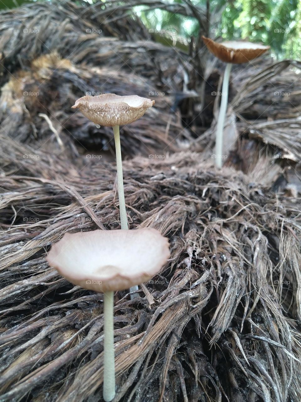 View of mushrooms growing from palm fruit bunches