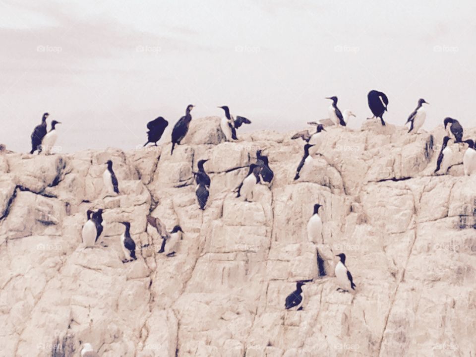 Seabirds . Farne Islands, guillemots
