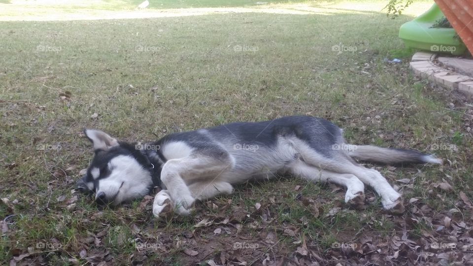 husky puppy sleeping in the garden