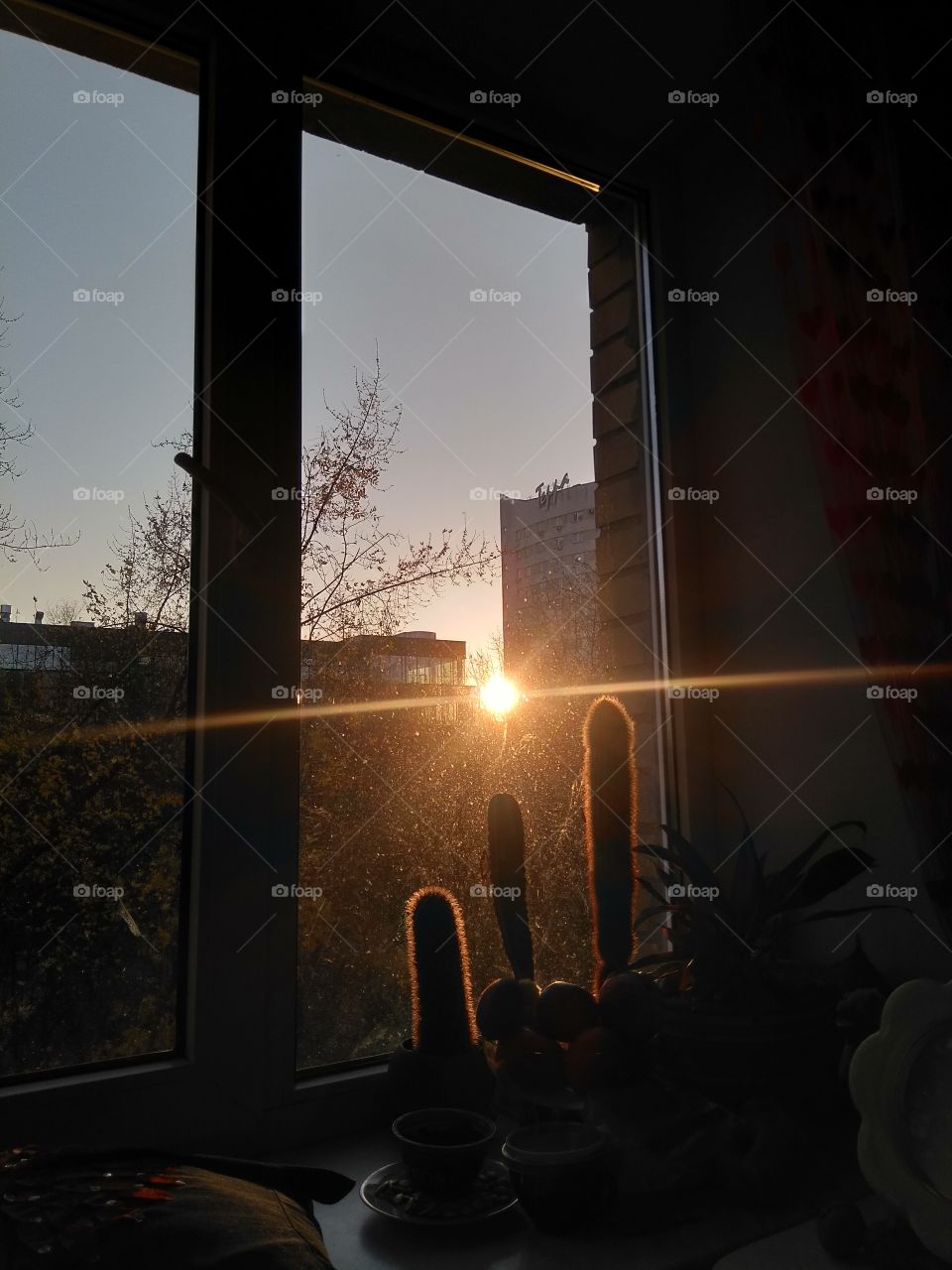 window view sunset and cactus 🌵 house plants beautiful sunlight