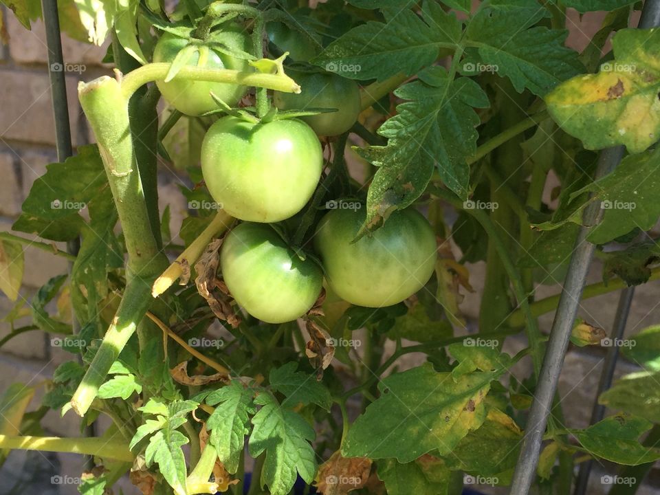 Tomato plant