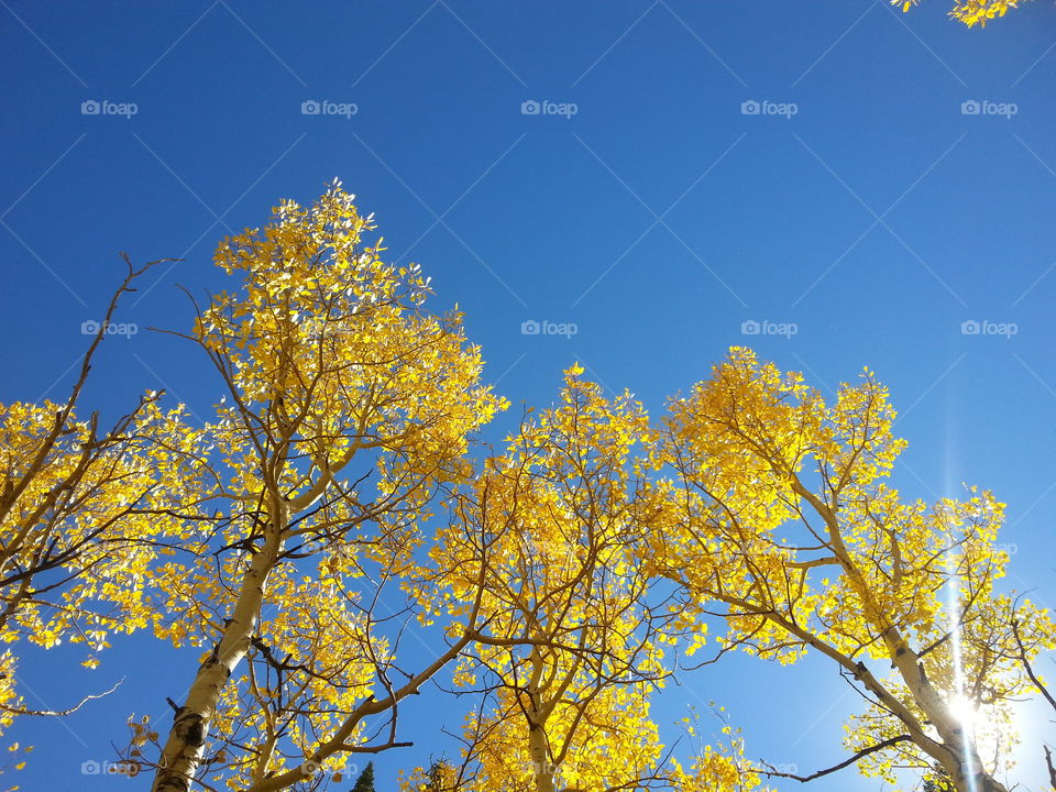 aspen. estas park has the prettest trees in fall