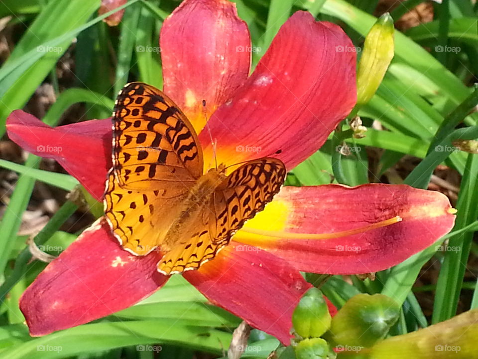 Orange Butterfly on Red Day Lily