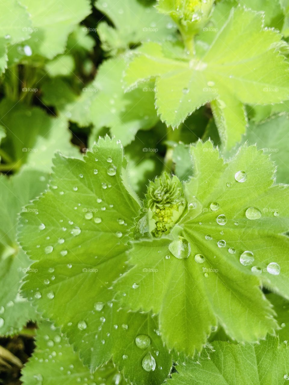Gorgeous brightly green colored leaf covered in water droplets after spring light rainfall! 