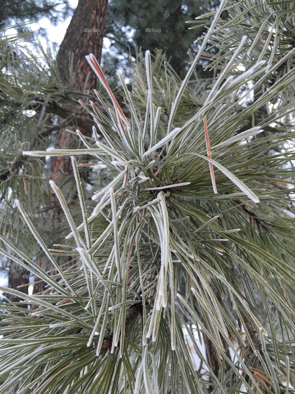 Frosty pine needles.