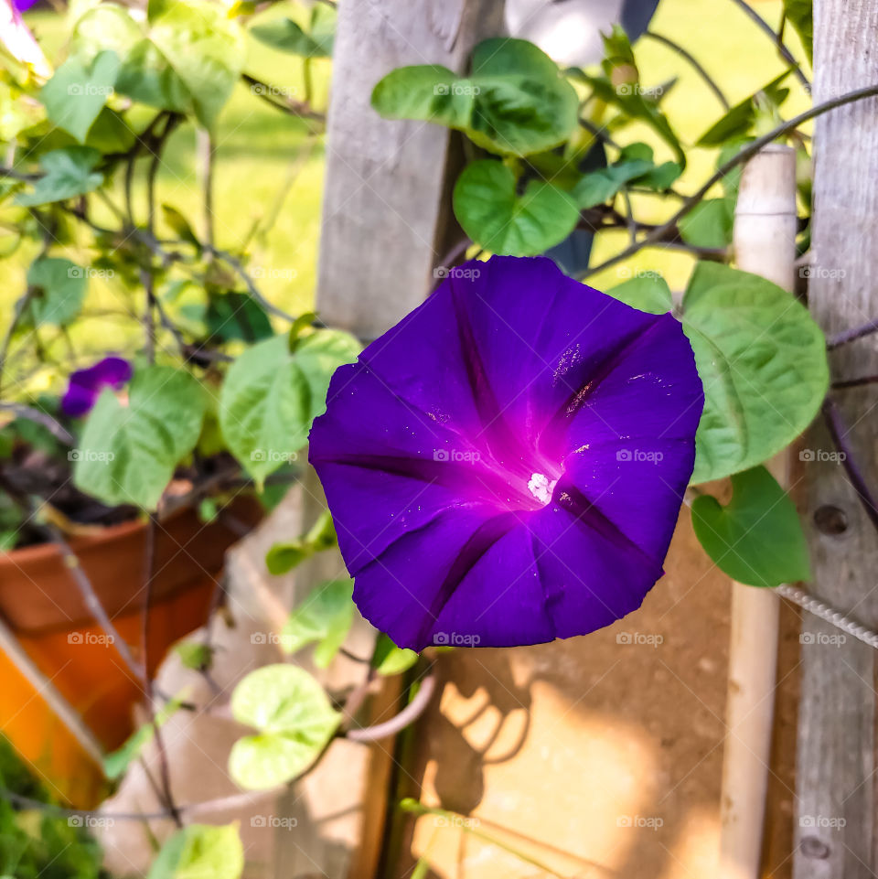 pretty purple petunias in the backyard growing in shadows precious memorial 💔💕💜 Luv u 4Ever baby boy❤️