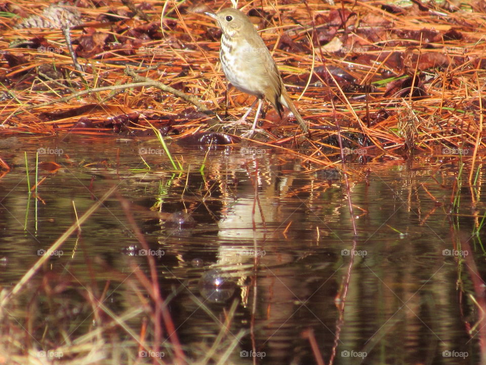Hermit thrush and its reflection