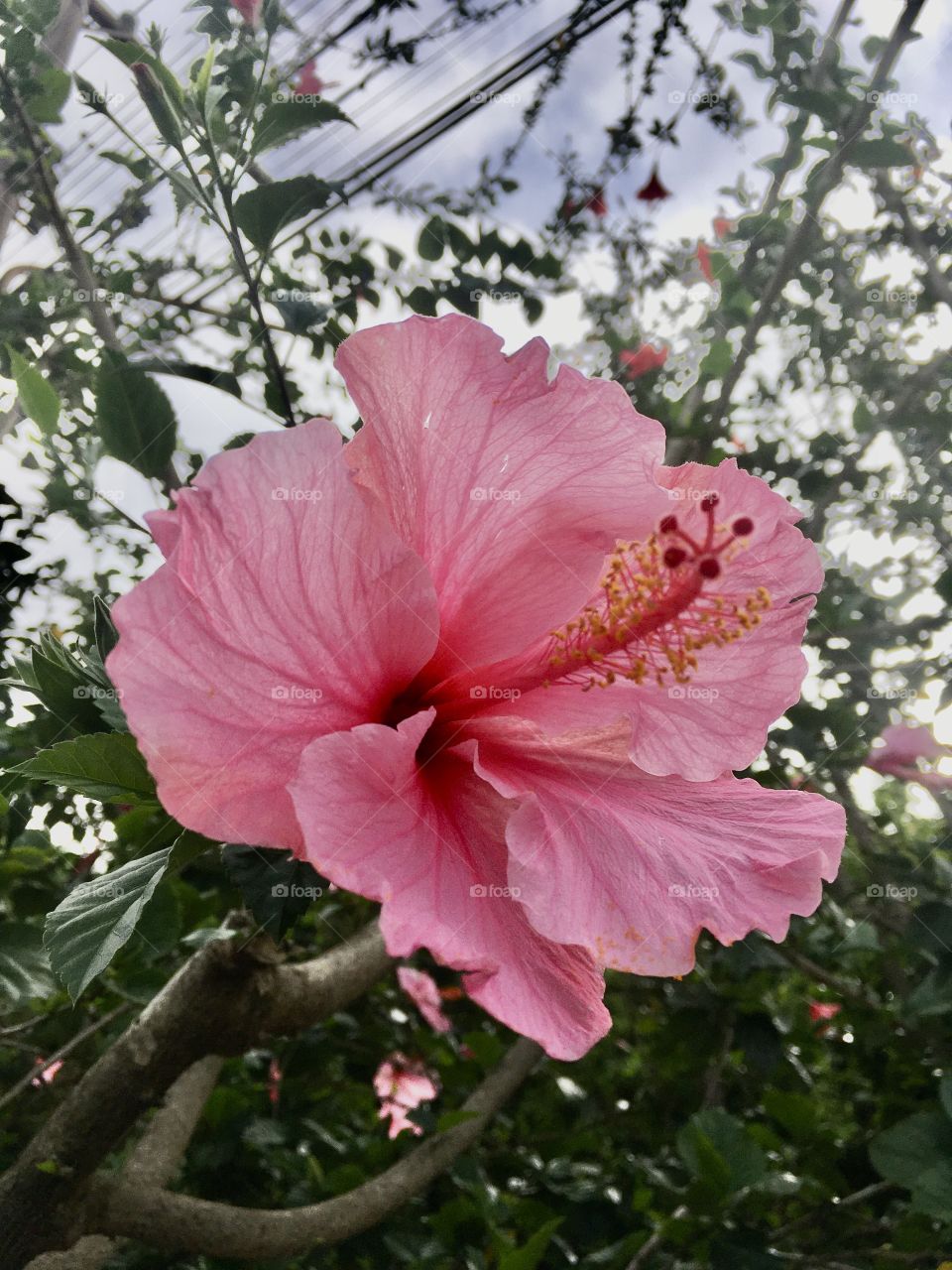 🌹 🇺🇸 Very beautiful flowers to brighten our day.  Live nature and its beauty. Did you like the delicate petals? / 🇧🇷 Flores muito bonitas para alegrar nosso dia. Viva a natureza e sua beleza. Gostaram das pétalas delicadas? 