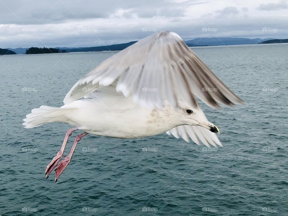 Seagull 