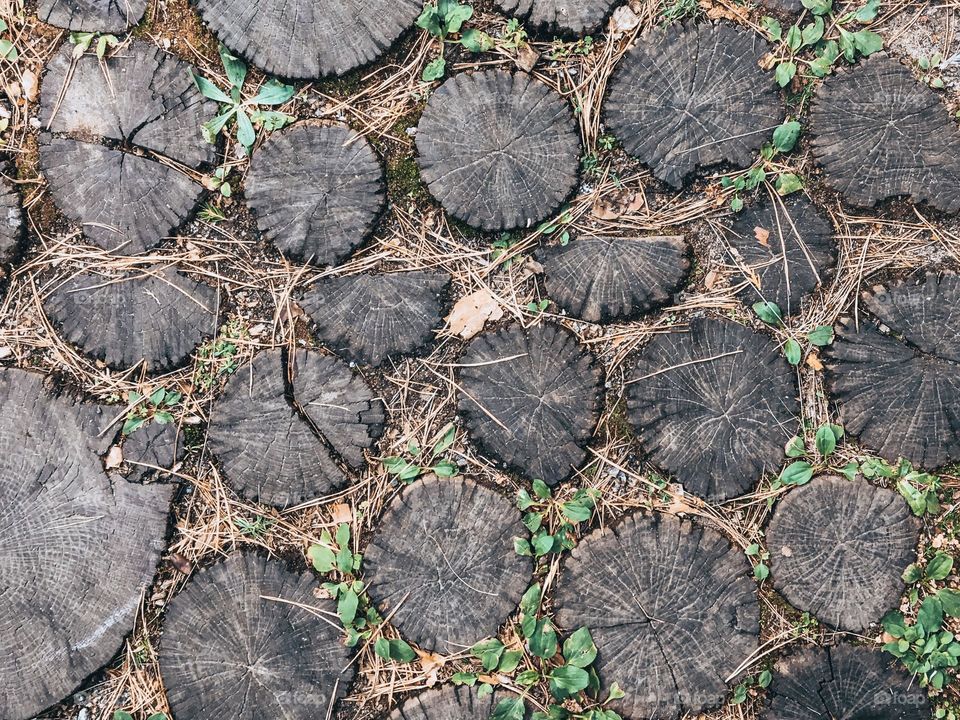 Old tree stumps, pine needles, nature pattern