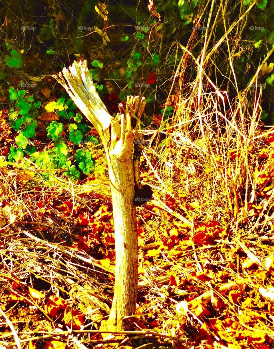 Small tree stub reaching 