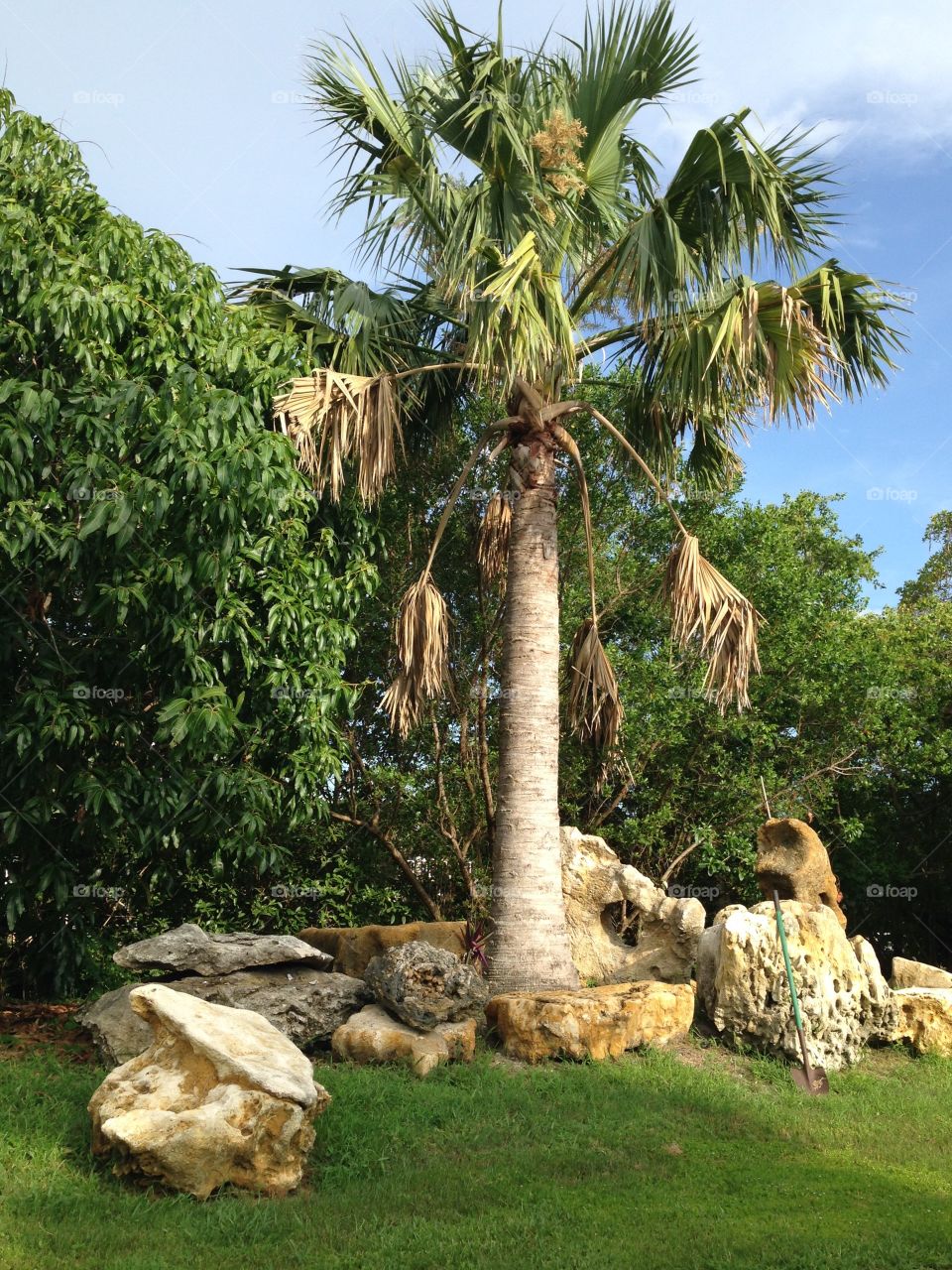 Palm tree on pine island