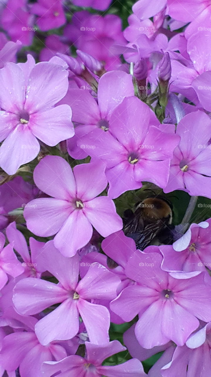 Bee in pink flower