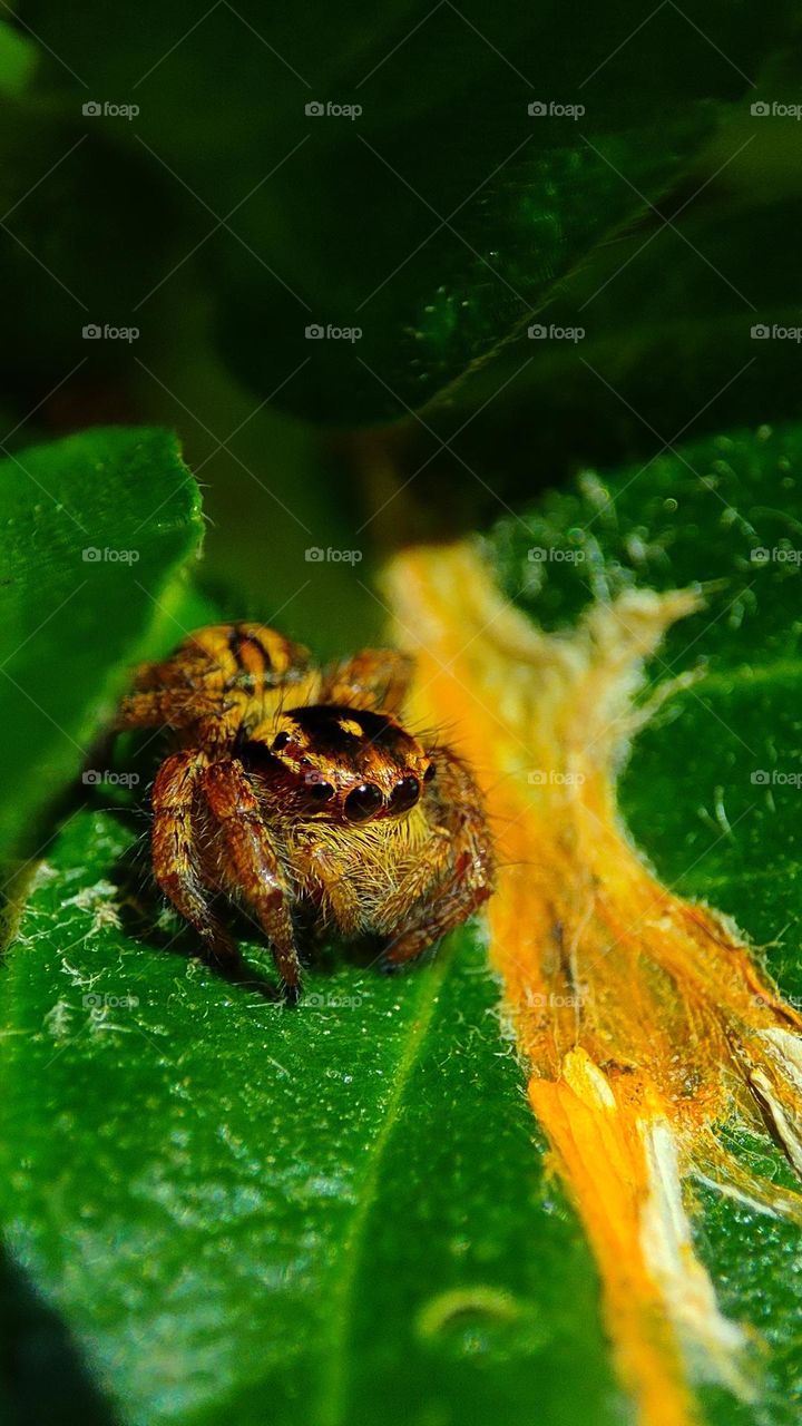 A spider Surprised by the yellow colour flow created by a withering yellow flower on a green leaf