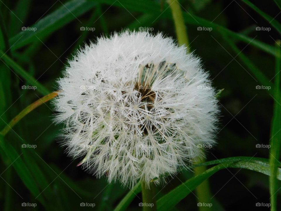 Dandelion 