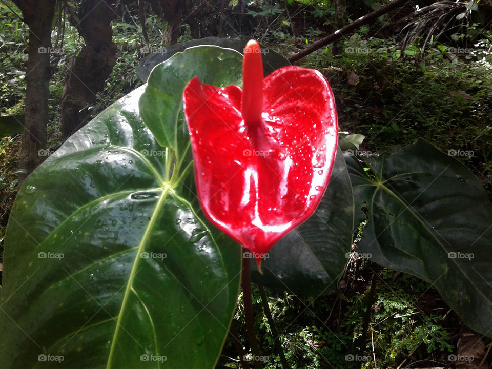 red anthurium