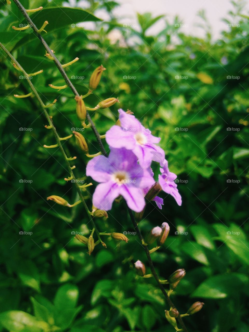 Purple flowers in the garden