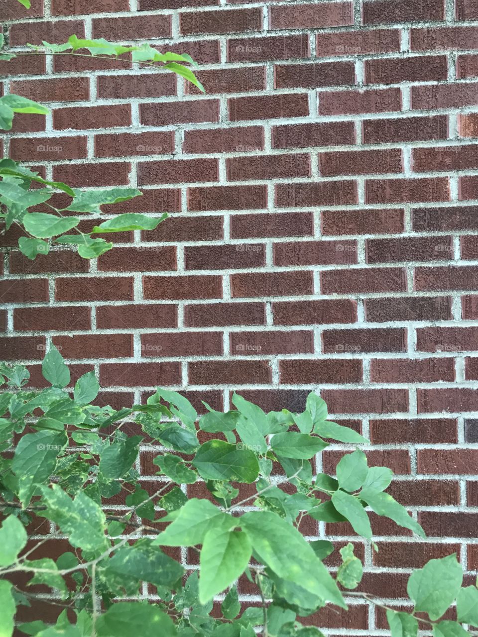Brick and leaves