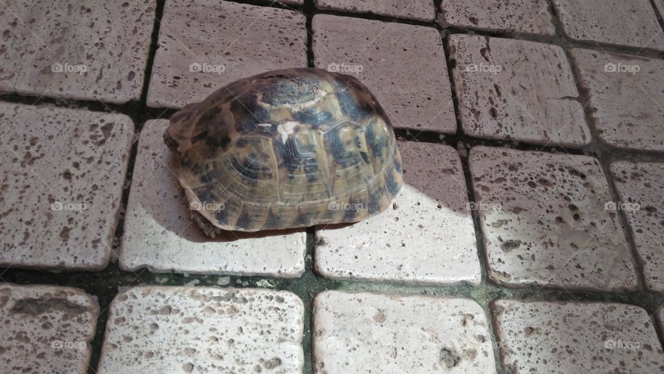 Turtle