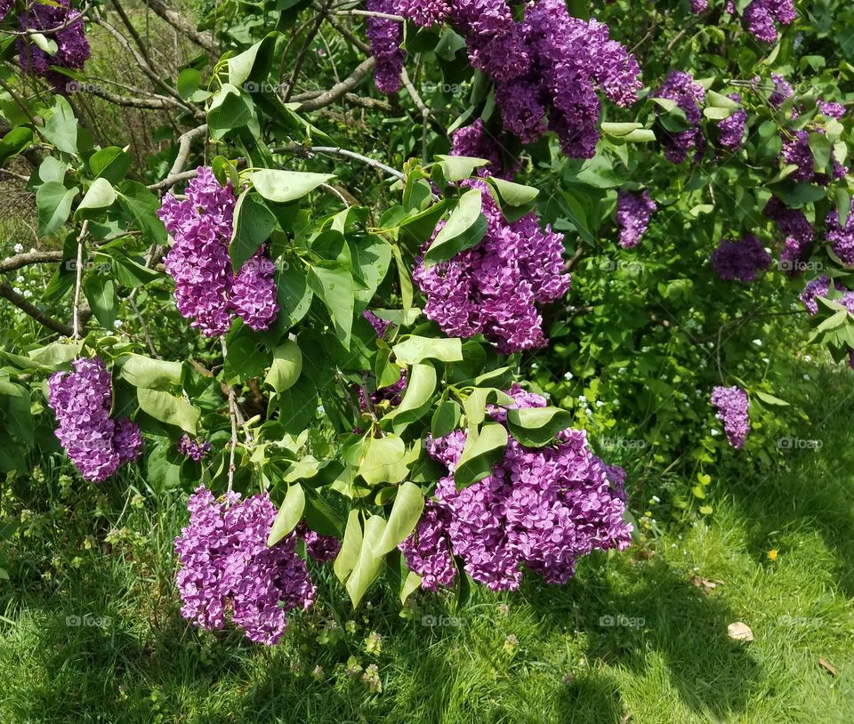 lilac flowers