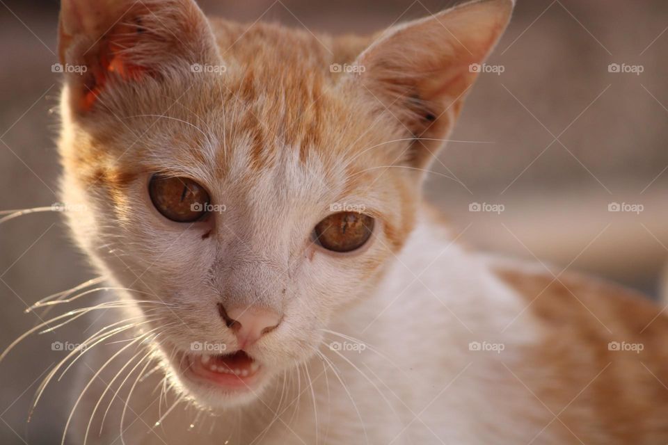 Clicked this one a while ago . I’m a big cat person and whenever I see cats in my neighbourhood I just capture them in my camera . The beauty this cat holds cannot be described in words . ❤️