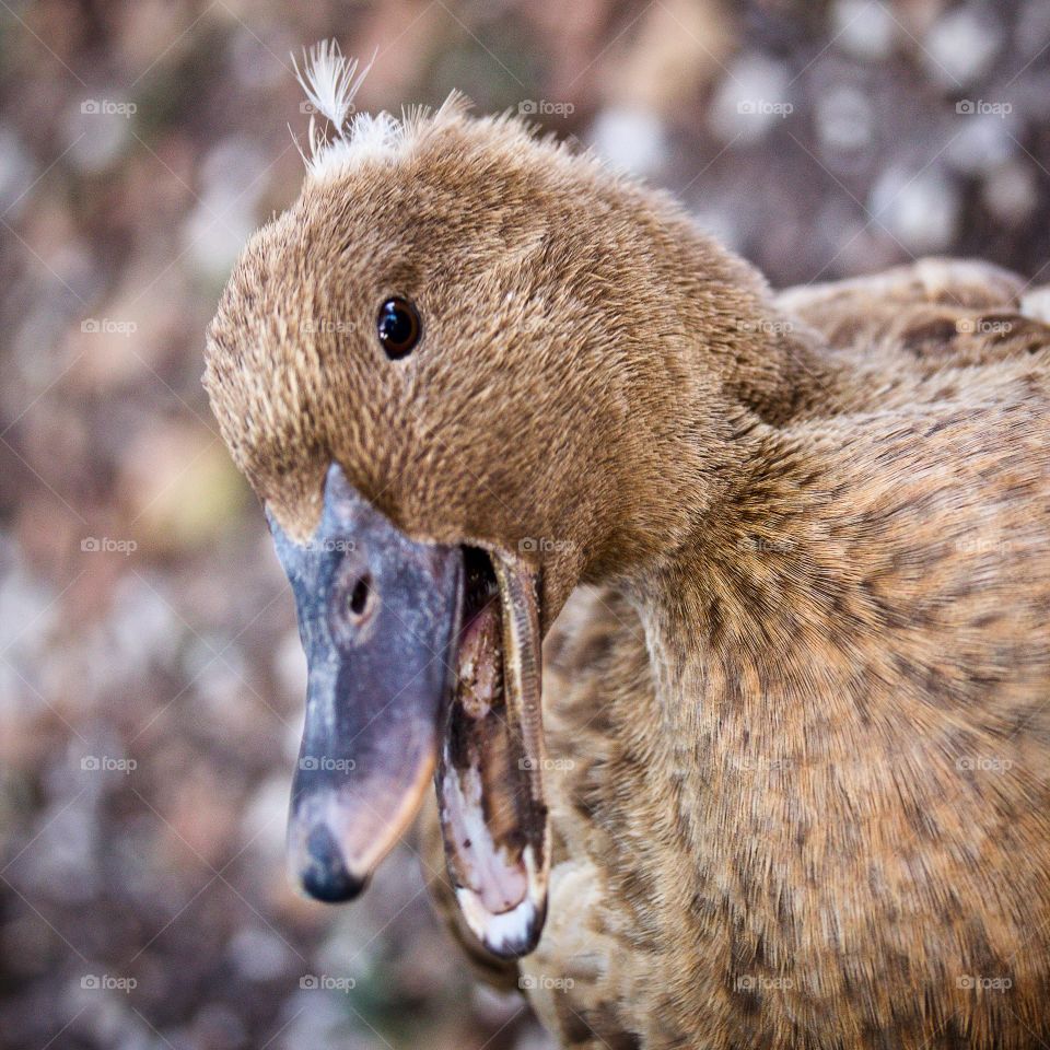 quacking duck