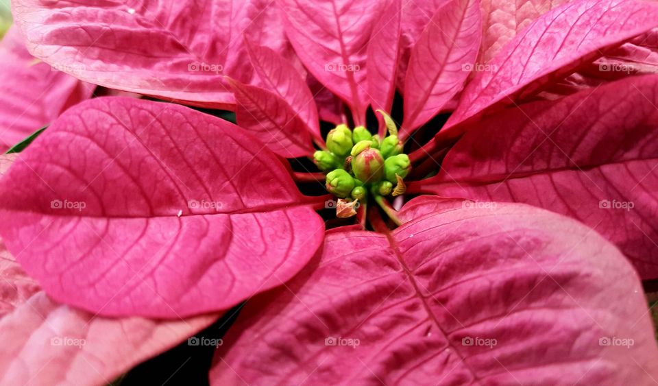 Close-up of red poinsettia
