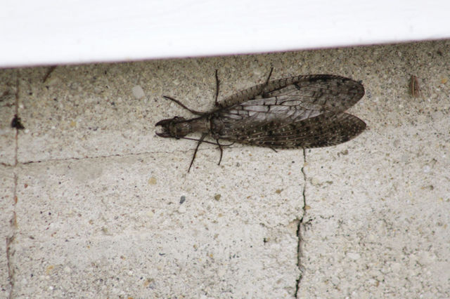 Insects
