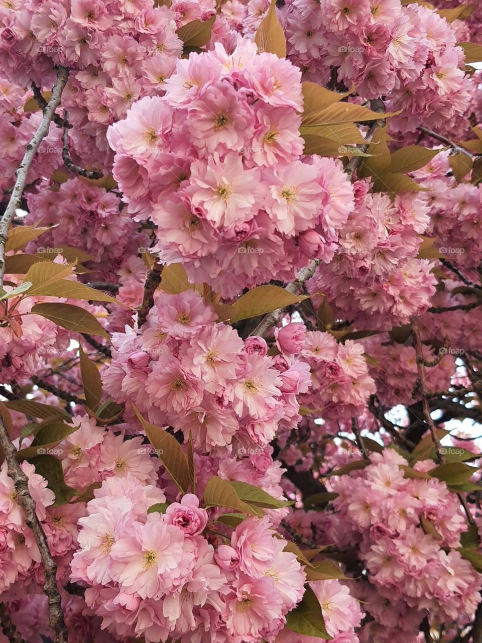 Pink blussom in Prague