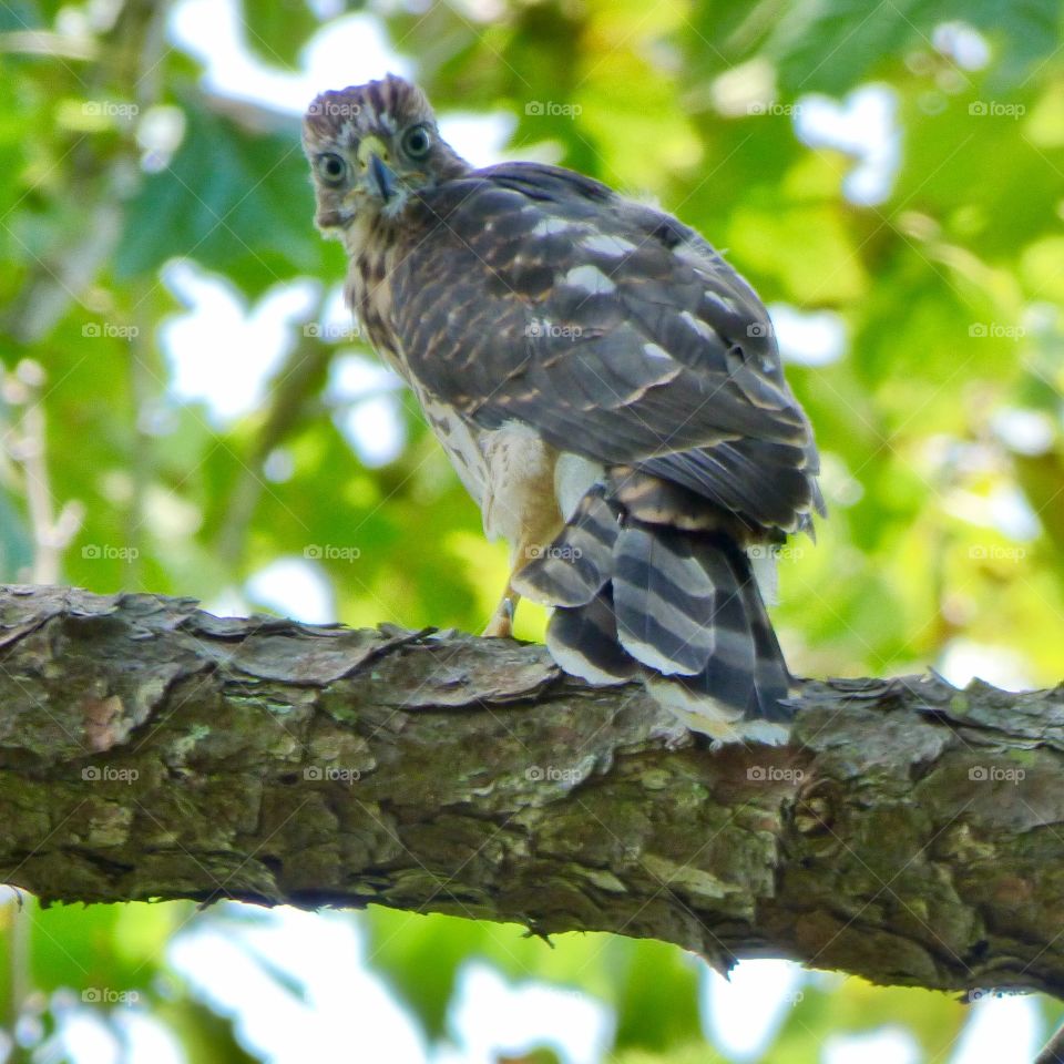 Juvenile hawk, eyes, straight on, wild, bird of prey 