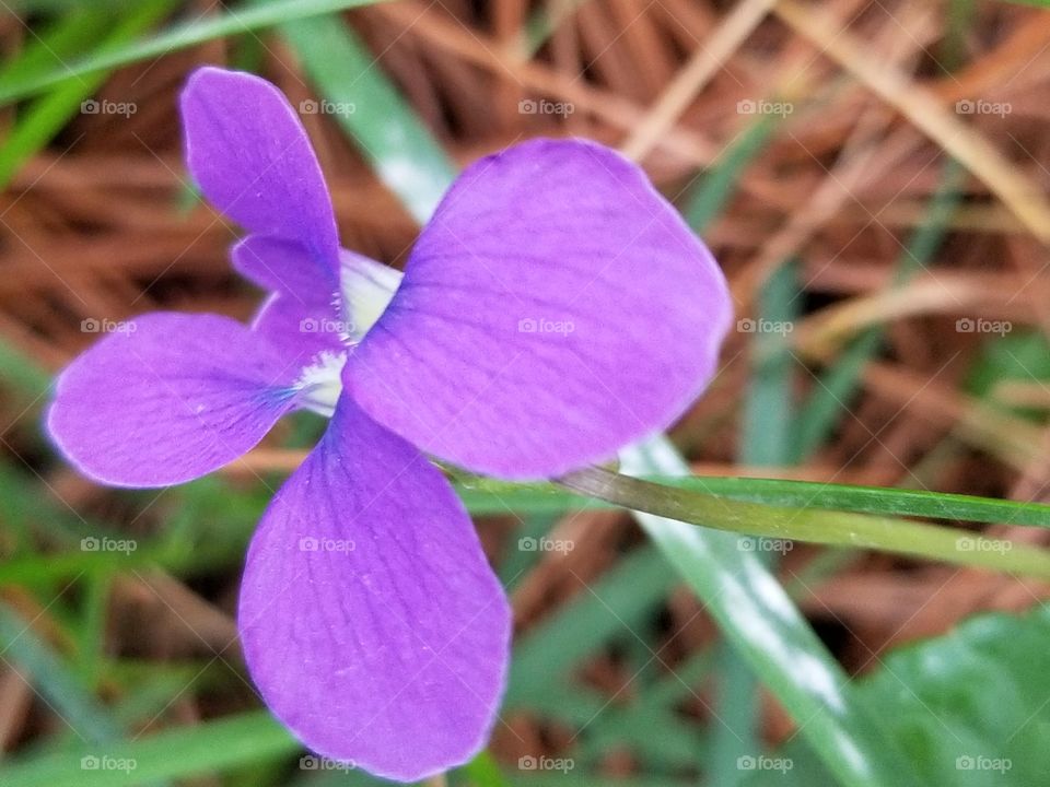 purple flowers on the grass