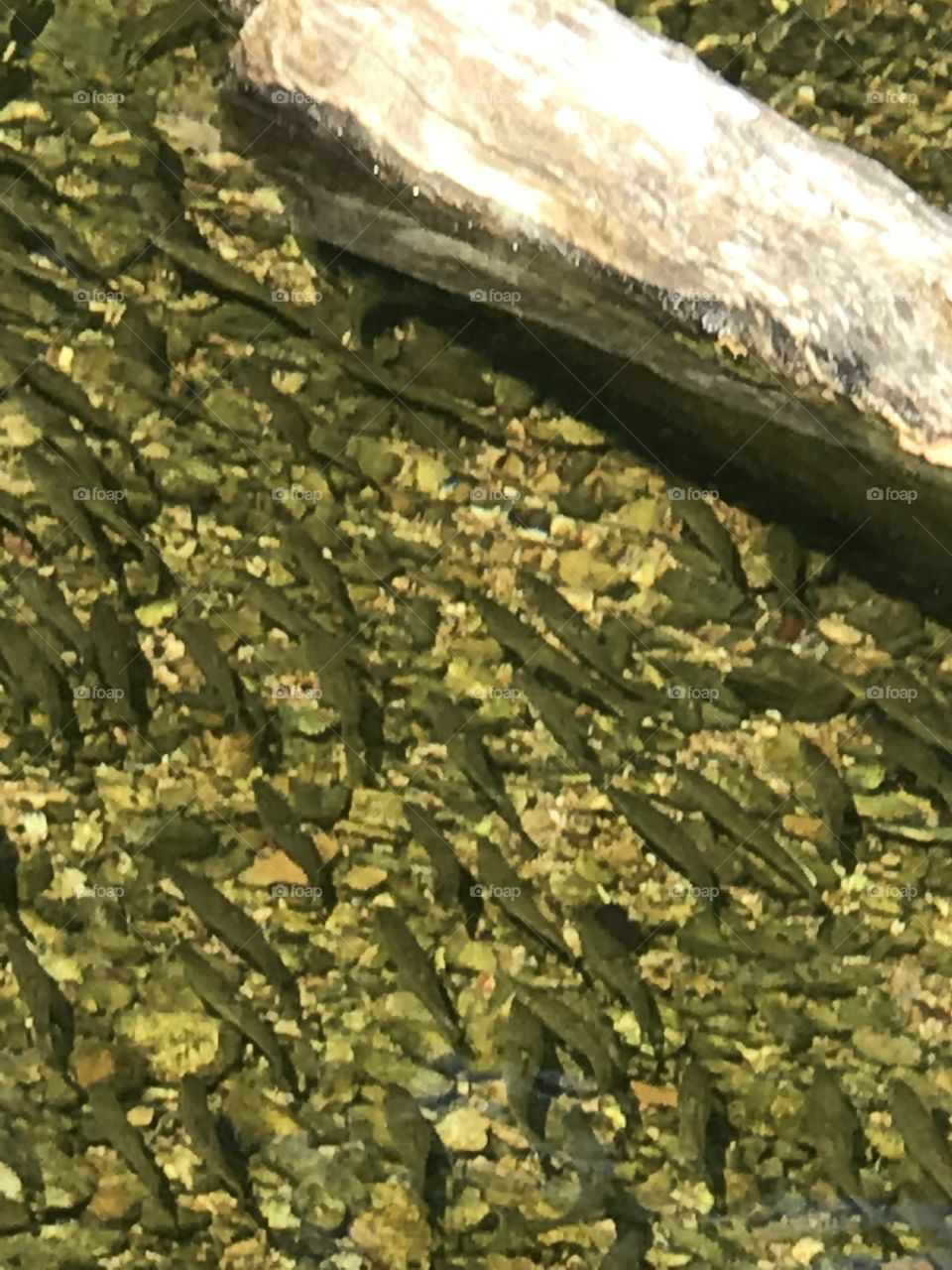 Minnows in Brush Creek