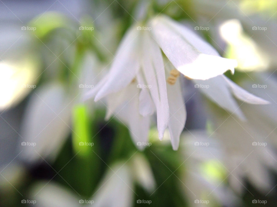 Galanthus