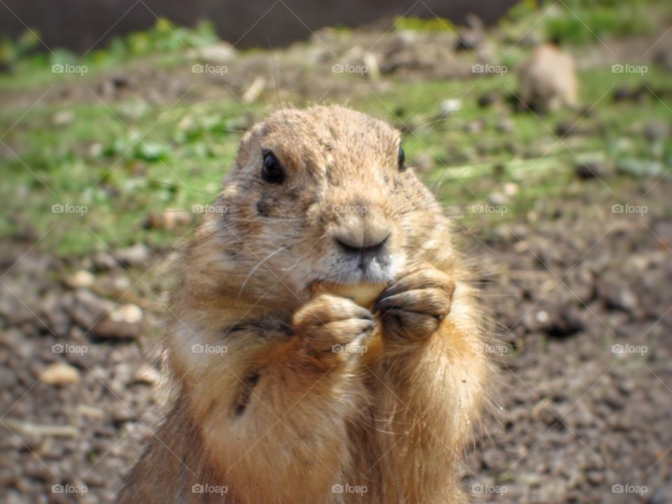 Prairiedog