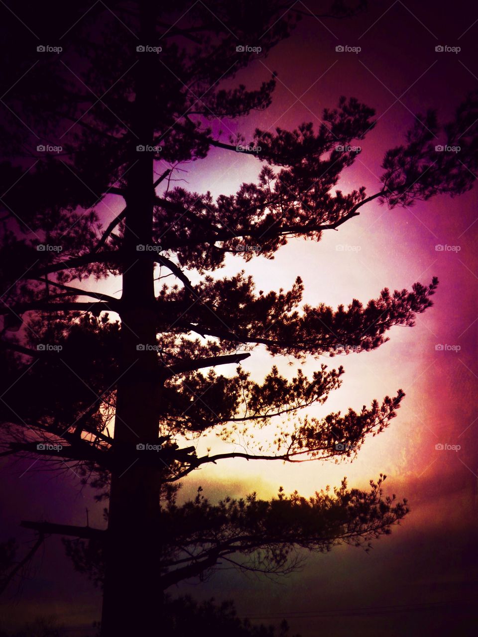 Cool sky behind the tree