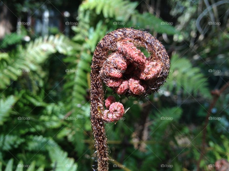 Fiddlehead fern