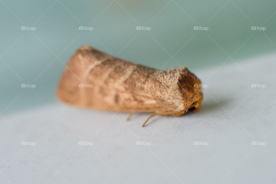 Tan Fuzzy Faced Moth Macro