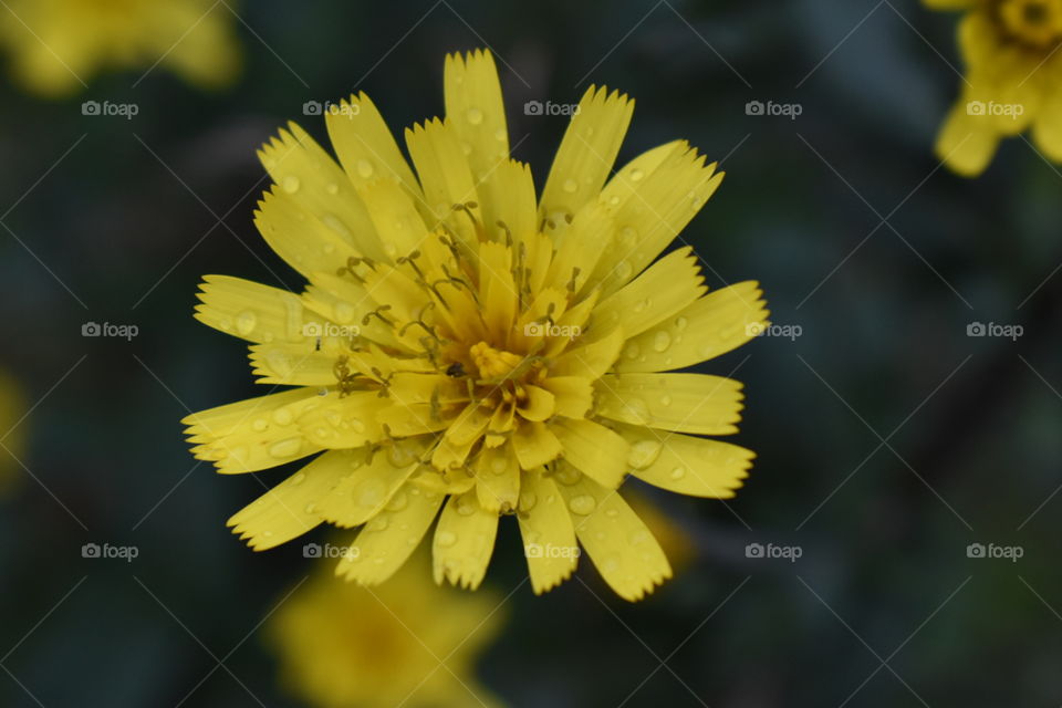 Yellow flower 