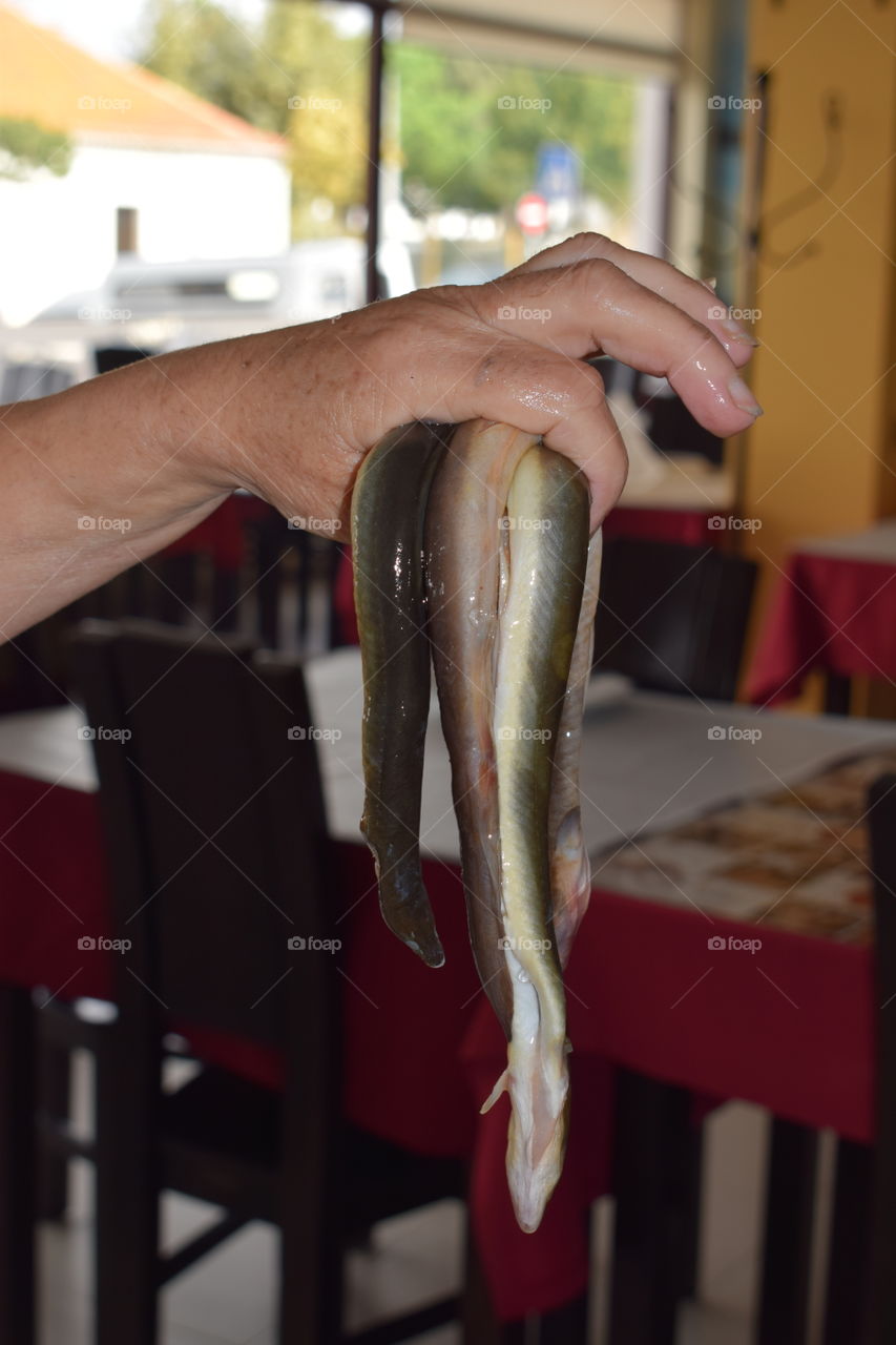 Eels in hands