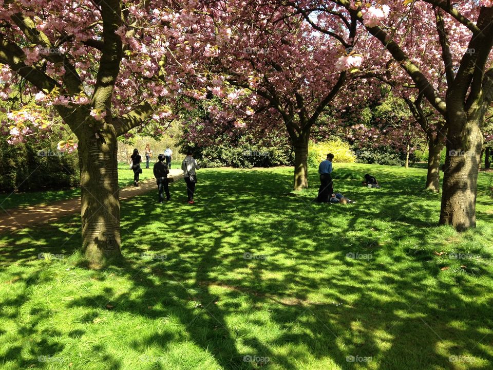 Pink and green. Near Albert memorial,  Hyde park