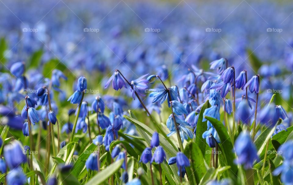 blue snowdrops field in the park in gdynia, Poland