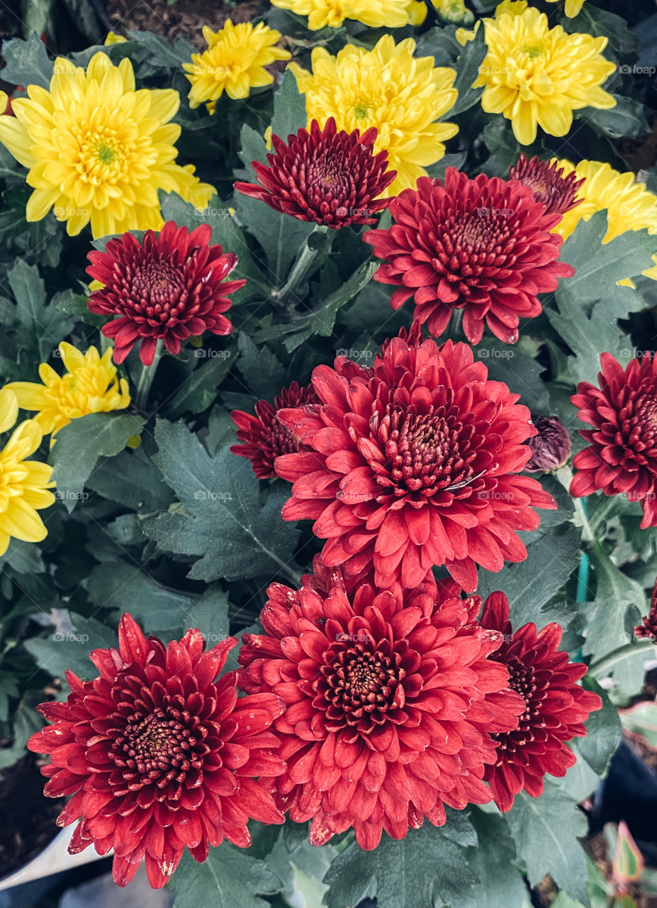 Chrysanthemum 