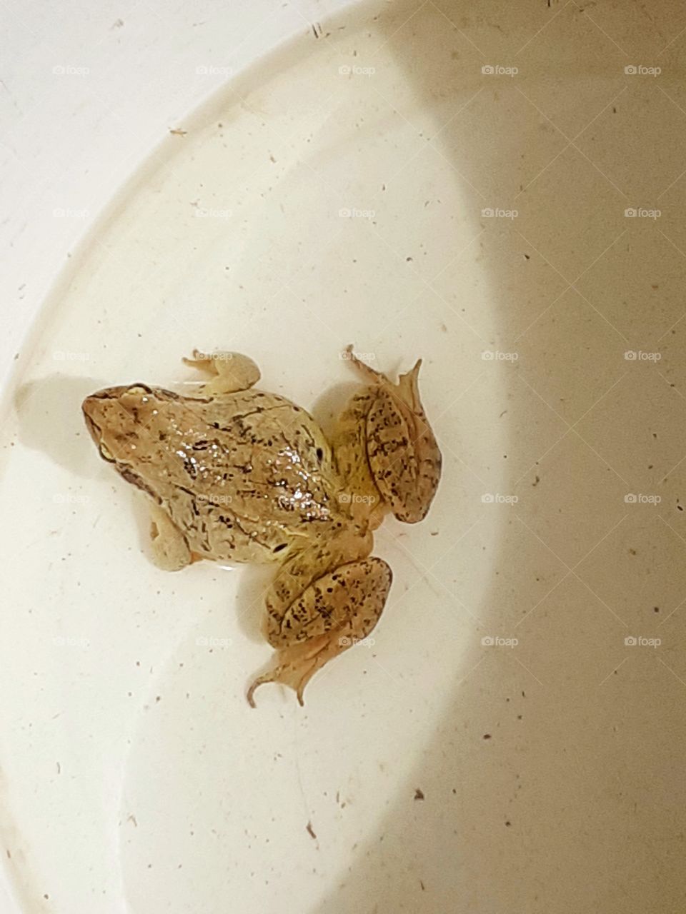 жаба-лягушка